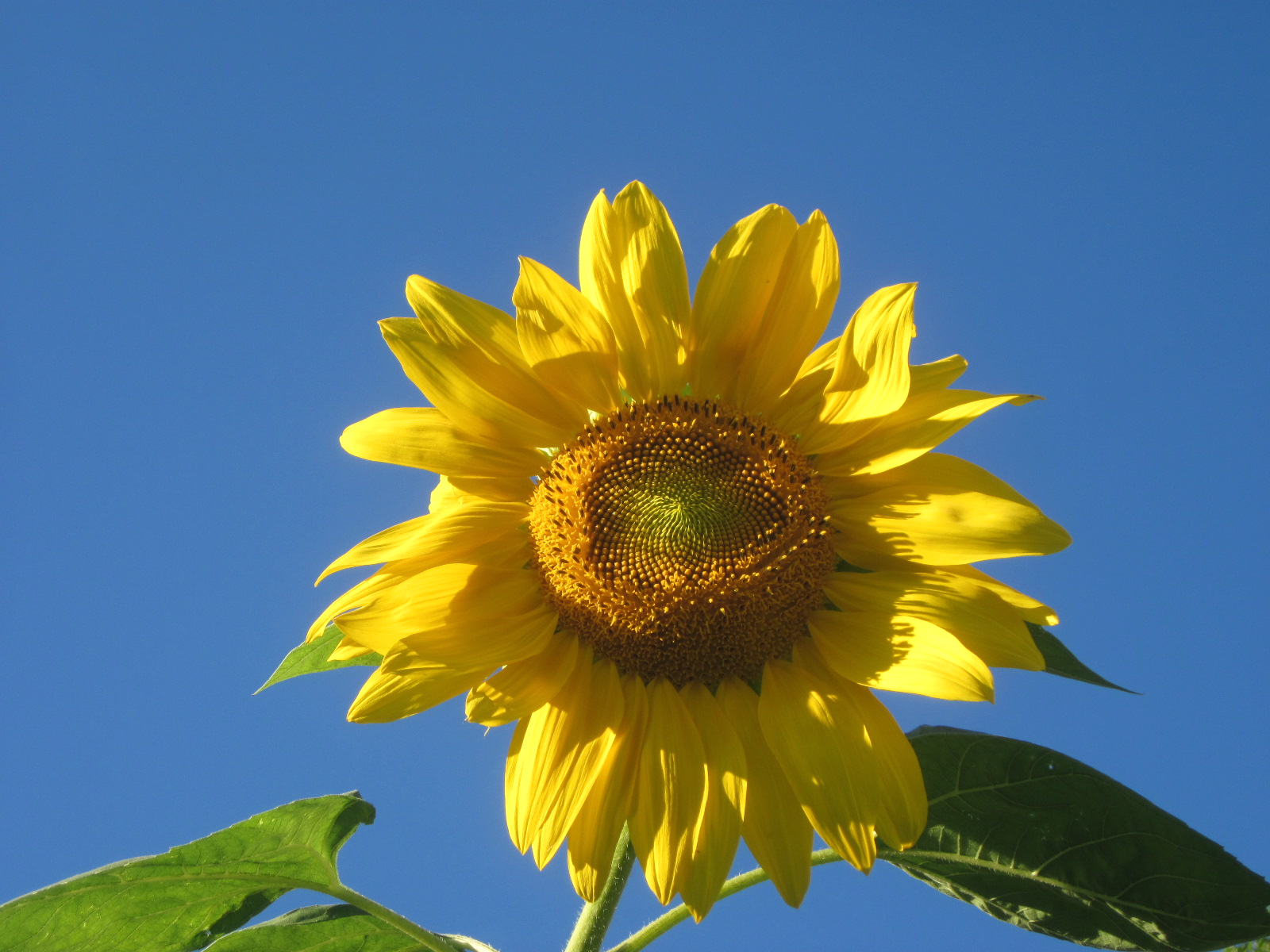Camden Sunflower