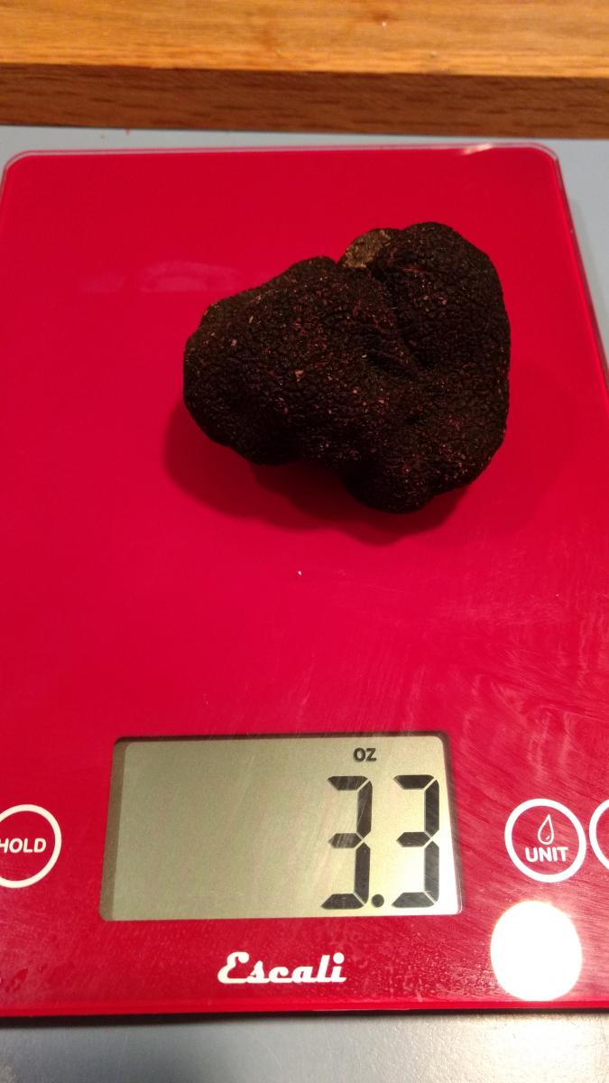 undefined a large black truffle (Tuber melanosporum)