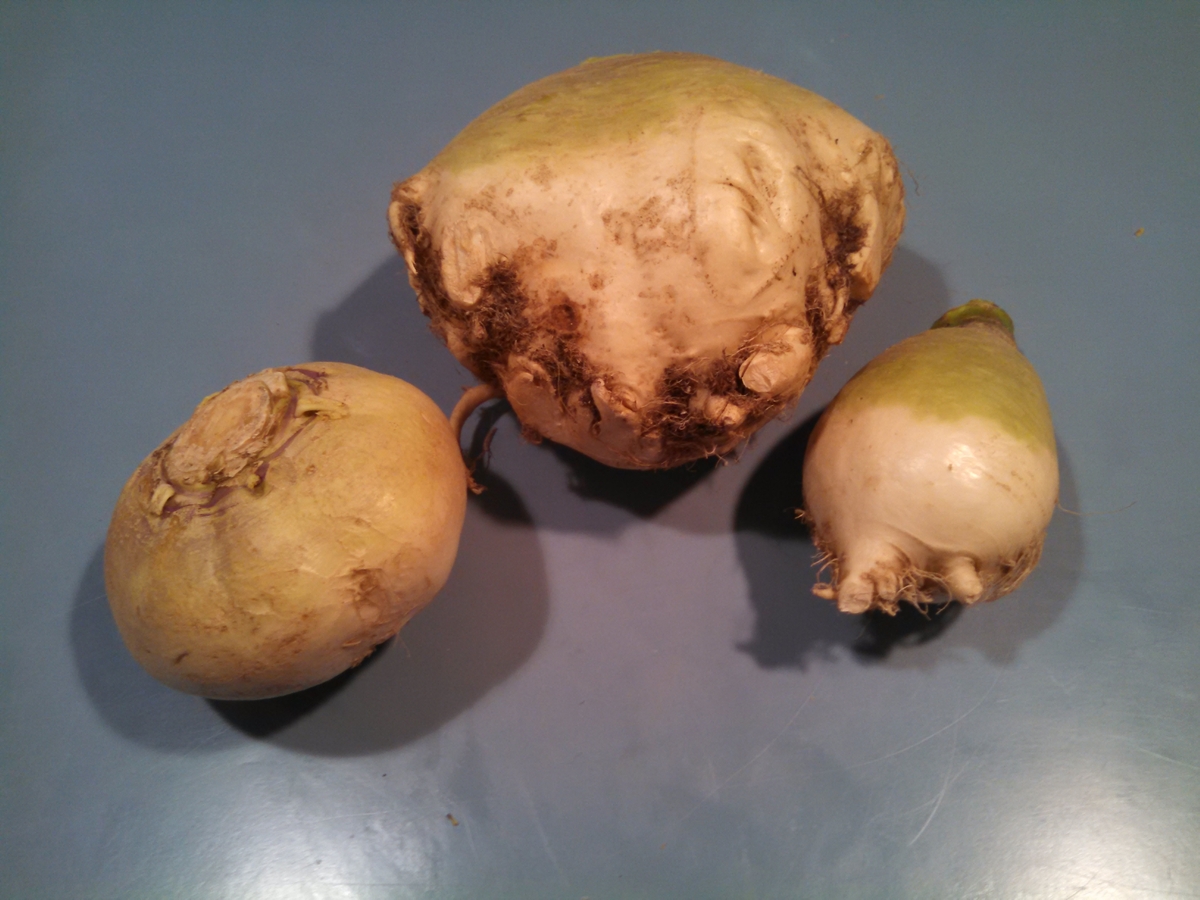Three Varieties of New England Turnips
