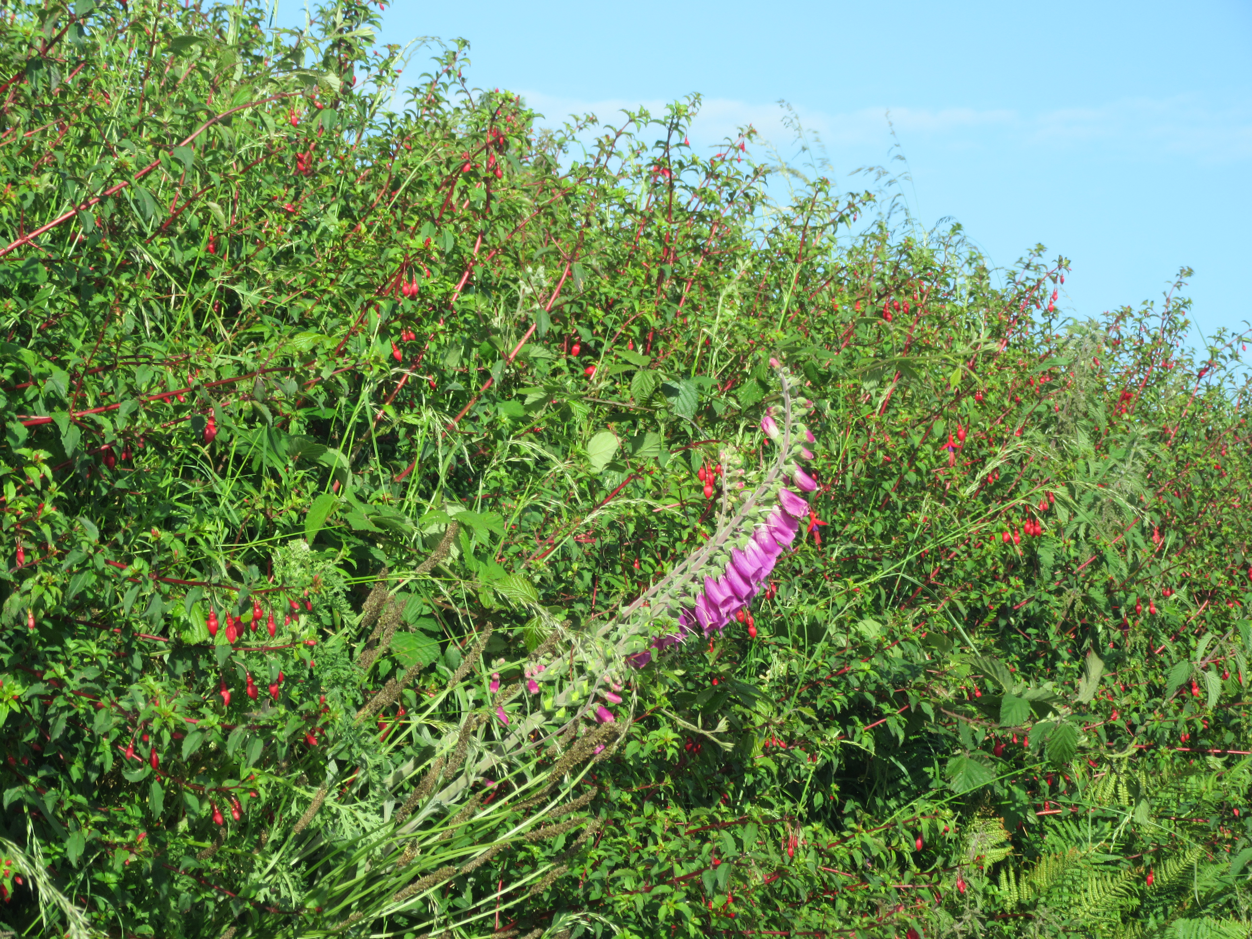 Hedgerows filled with wild fuchsia and foxglove