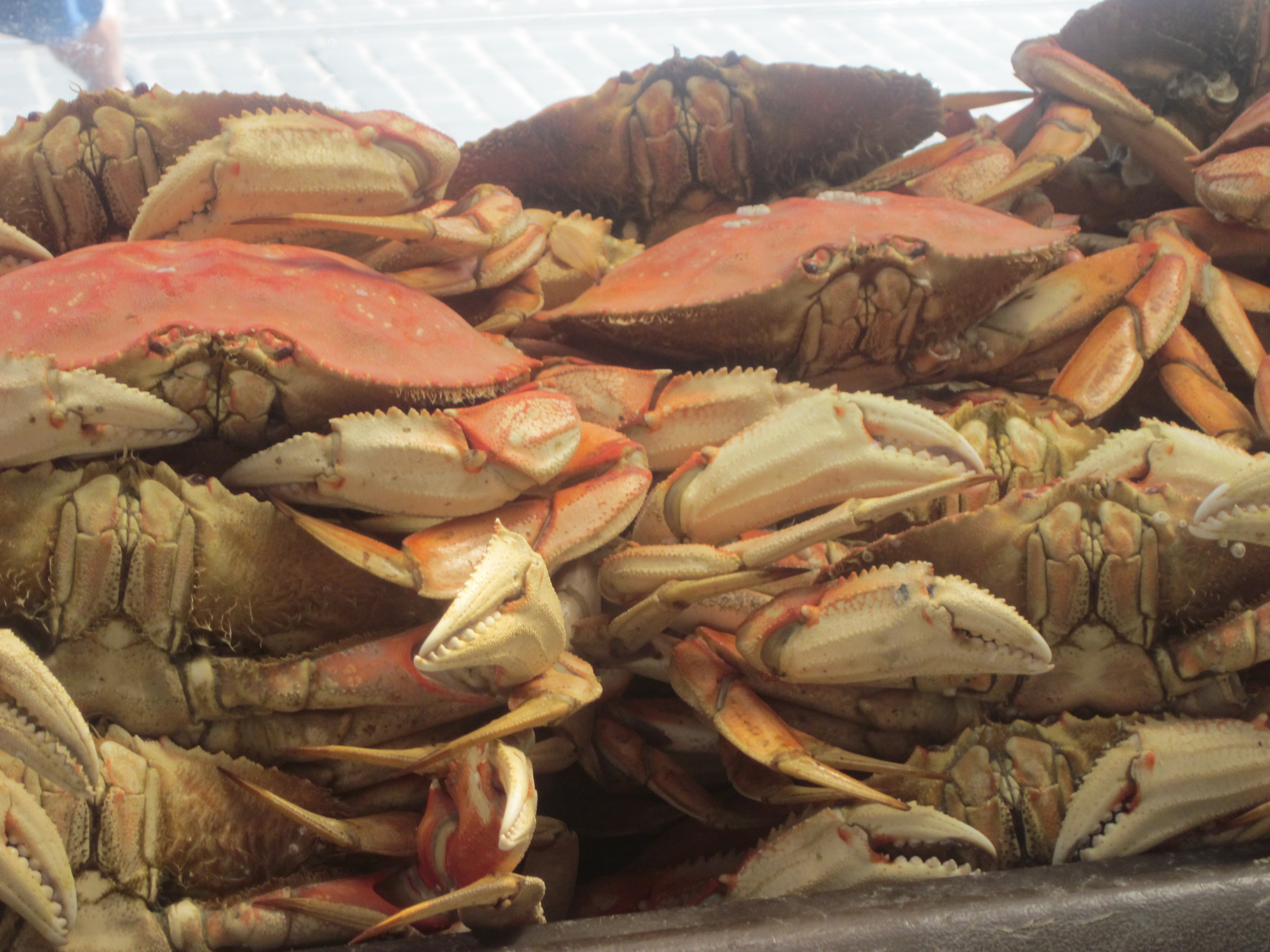 Crabs on Fishermen's Wharf