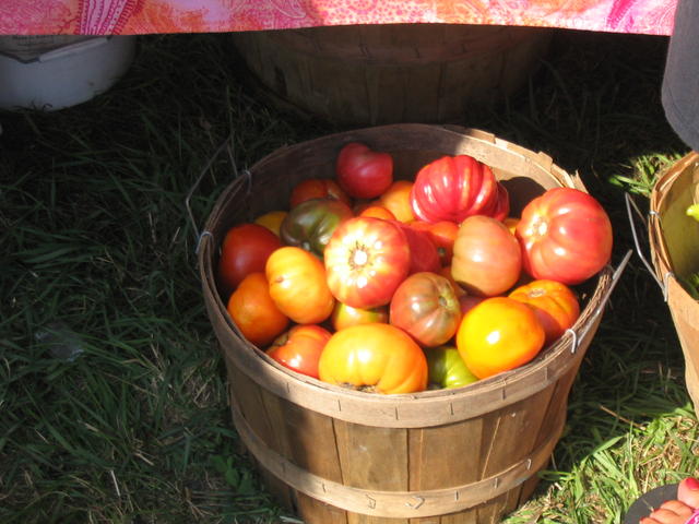 Tomatoes
